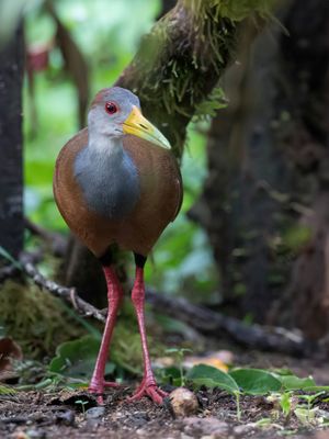 Russet-naped Wood Rail - Witbuikbosral - Râle à ventre blanc