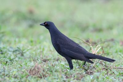 Giant Cowbird - Grote Koevogel - Vacher géant