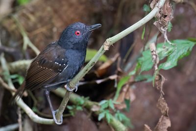 Dull-mantled Antbird - Grijskruinmiervogel - Alapi tabac