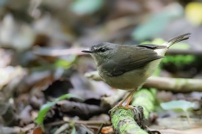 Buff-rumped Warbler - Zeemstuitzanger - Paruline à croupion fauve