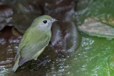 White-ruffed Manakin - Westelijke Witbefmanakin - Manakin à fraise (f)