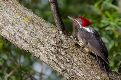 Lineated Woodpecker - Gestreepte Helmspecht - Pic ouentou