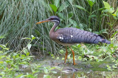 Sunbittern - Zonneral - Caurale soleil