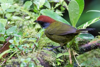 Sooty-faced Finch - Dikbekstruikgors - Tohi masqué