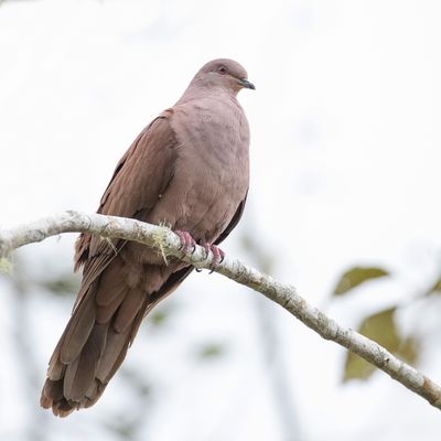 Ruddy Pigeon - Purpurduif - Pigeon vineux
