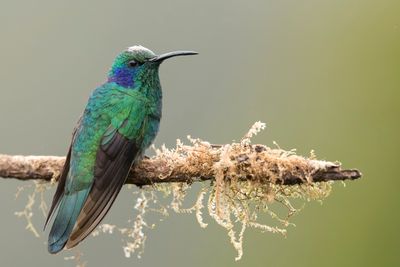 Lesser Violetear - Kleine Violetoorkolibrie - Colibri cyanote