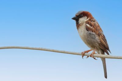 House Sparrow - Huismus - Moineau domestique (m)