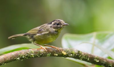 Black-eared Warbler - Costaricaanse Zanger - Paruline du Costa Rica