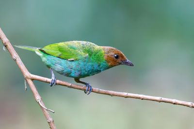 Bay-headed Tanager - Okerkaptangare - Calliste rouverdin
