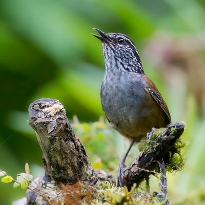 Grey-breasted Wood Wren - - Grijze Boswinterkoning - Troglodyte à poitrine grise