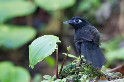 Zeledon's Antbird - Zeledons Miervoge - Alapi de Zeledon