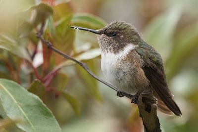 Volcano Hummingbird - Vulkaankolibrie - Colibri flammule (f)