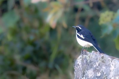 Angola Cave Chat - Holenlawaaimaker - Cossyphe des grottes