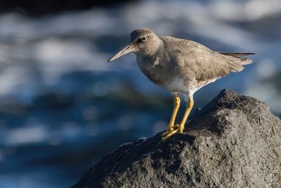 Wandering Tattler - Amerikaanse Grijze Ruiter - Chevalier errant