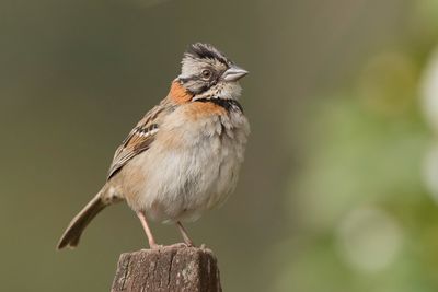 Rufous-collared Sparrow - Roodkraaggors - Bruant chingolo