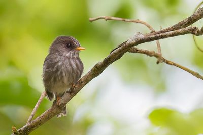 Humblot's Flycatcher - Humblots Vliegenvanger - Gobemouche des Comores