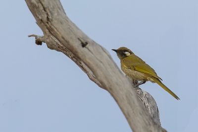 White-eared Honeyeater - Witoorhoningeter - Méliphage leucotique