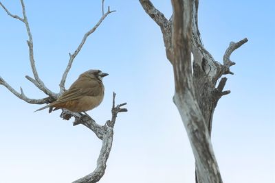 Crested Bellbird - Kuifdikkop - Carillonneur huppé (m)
