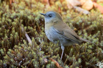 Black-billed Nightingale-Thrush - Grijskeeldwerglijster - Grive à bec noir
