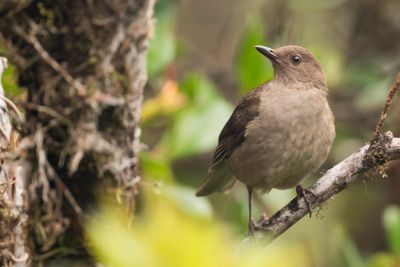 Mountain Thrush - Cabanis' Lijster - Merle de montagne