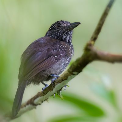 Black-hooded Antshrike - Zwartkapmierklauwier - Batara capucin (f)