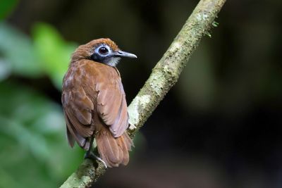 Bicolored Antbird - Tweekleurige Miervogel - Fourmilier bicolore