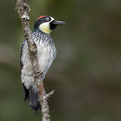 Acorn Woodpecker - Eikelspecht - Pic glandivore