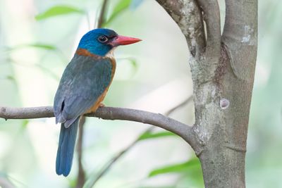 Green-backed Kingfisher - Blauwkopbosijsvogel - Martin-chasseur moine (m)