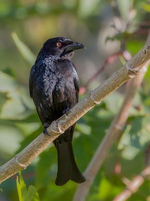 Spangled Drongo - Glansvlekdrongo - Drongo pailleté