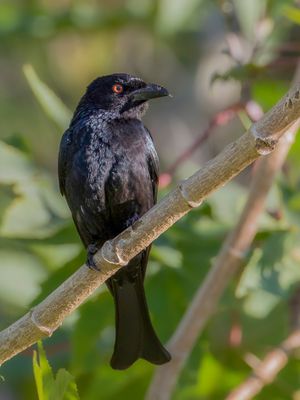 Spangled Drongo - Glansvlekdrongo - Drongo pailleté
