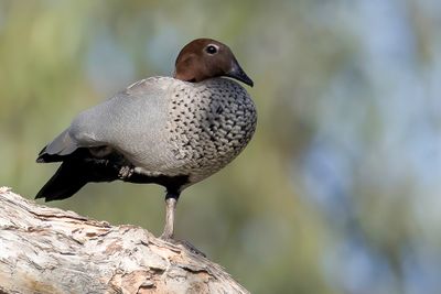 Maned Duck - Manengans - Canard à crinière (m)