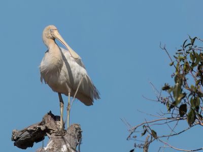 Yellow-billed Spoonbill - Geelsnavellepelaar - Spatule à bec jaune