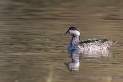 Green Pygmy Goose - Groene Dwergeend - Anserelle élégante (f)