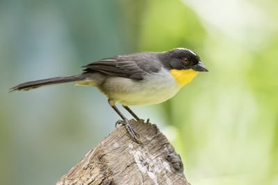 White-naped Brushfinch - Witnekstruikgors - Tohi à calotte blanche