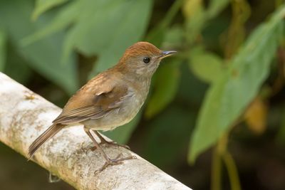 Ruddy-capped Nightingale-Thrush - Bergdwerglijster - Grive à calotte rousse