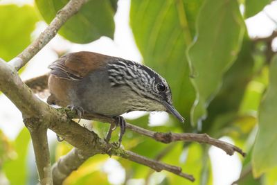 Grey-breasted Wood Wren - - Grijze Boswinterkoning - Troglodyte à poitrine grise