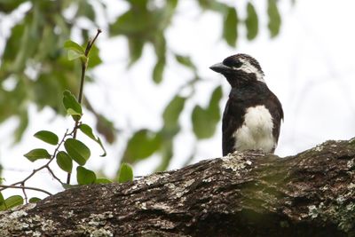 White-eared Barbet - Witoorbaardvogel - Barbican oreillard