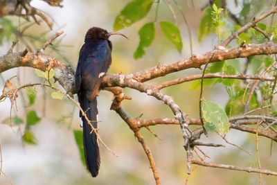 Common Scimitarbill - Zuidafrikaanse Boomhop - Irrisor namaquois