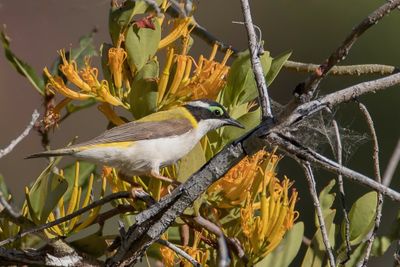 Black-chinned Honeyeater - Zwartkinhoningeter - Méliphage à menton noir