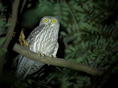 Barking Owl - Blafuil - Ninoxe aboyeuse