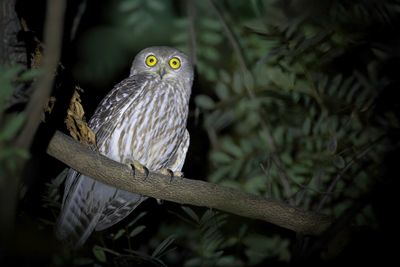 Barking Owl - Blafuil - Ninoxe aboyeuse