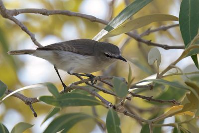 Mangrove Gerygone - Witbrauwmangrovezanger - Gérygone des mangroves