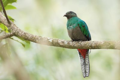 Resplendent Quetzal - Quetzal - Quetzal resplendissant (f)