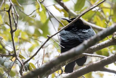 Victoria's Riflebird - Victoria's Geweervogel - Paradisier de Victoria (m)