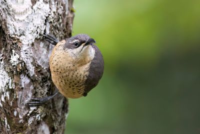 Victoria's Riflebird - Victoria's Geweervogel - Paradisier de Victoria (f)