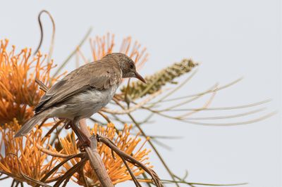 Brown-backed Honeyeater - Bruinwitte Honingeter - Méliphage modeste