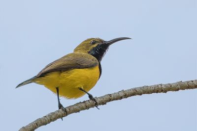Sahul Sunbird - Souimanga à moustaches (m)