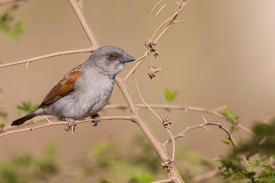 Northern Grey-headed Sparrow - Grijskopmus - Moineau gris