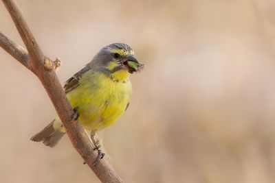 Yellow-fronted Canary - Mozambiquesijs - Serin du Mozambique