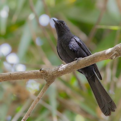 Northern Black Flycatcher - Senegalese Drongovliegenvanger - Gobemouche drongo